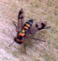 long-legged fly