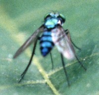 long-legged fly