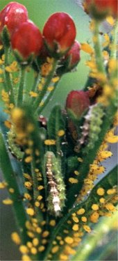 syrphid fly maggots eating aphids on butterflyweed