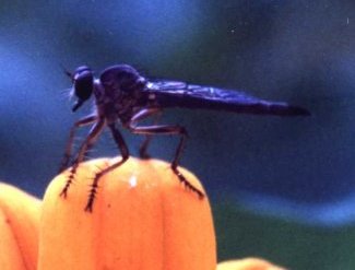 robber fly