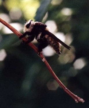 robber fly