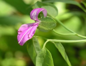 Arizona foldwing