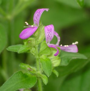 lavender dicliptera