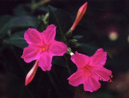 four o'clock blossoms