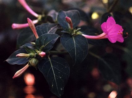 four o'clock blossom and buds