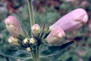 foxglove buds