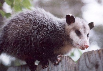 opossum on fence