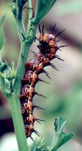 gulf fritillary caterpillar on passionflower vine