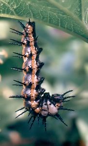 gulf fritillary caterpillar in position to pupate