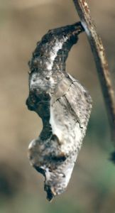 gulf fritillary chrysalis