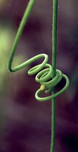 gulf fritillary egg on passionflower tendril