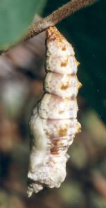 gulf fritillary pupa before hardening