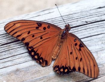 gulf fritillary showing upper wings