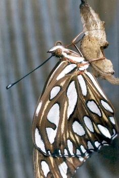 gulf fritillary newly emerged from chrysalis