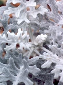 dusty miller