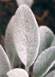 lamb's-ear