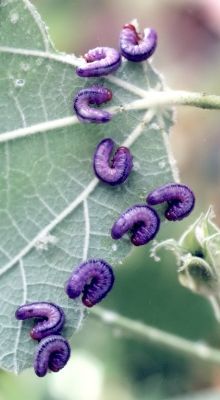 sawfly larvae eating velvetleaf mallow foliage