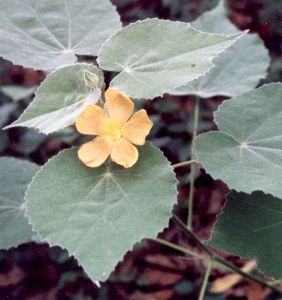 velvetleaf mallow