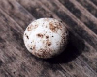 gecko egg