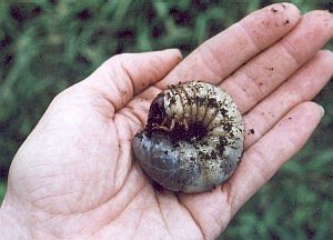 giant beetle grub