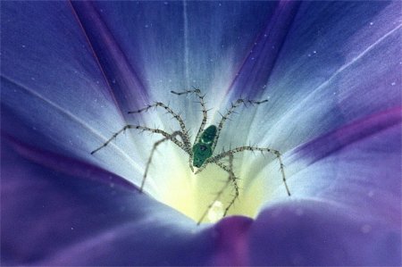 young female green lynx spider in morning glory blossom