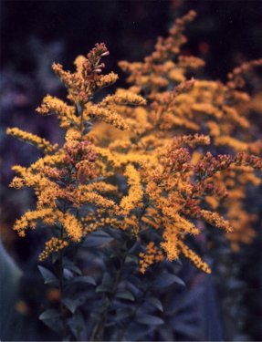 tall goldenrod