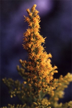 goldenrod blossoms