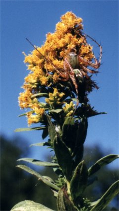 green lynx spider on goldenrod