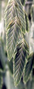 inland sea oats