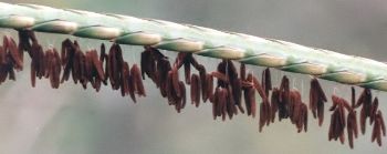 grass inflorescence with stamens hanging out