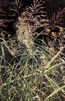 Johnson grass