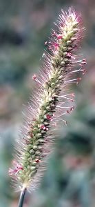 foxtail or green bristlegrass with florets