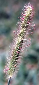 foxtail or green bristlegrass with florets