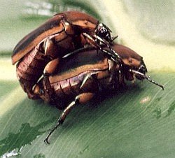 green June beetles mating