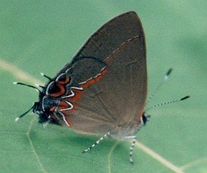 red-banded hairstreak