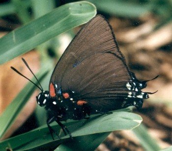 great purple hairstreak