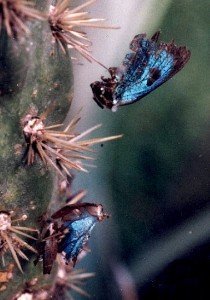 great purple hairstreak remains