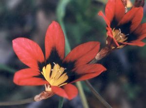 red harlequin flower