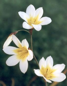 white harlequin flower