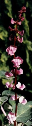 hyacinth bean blossoms