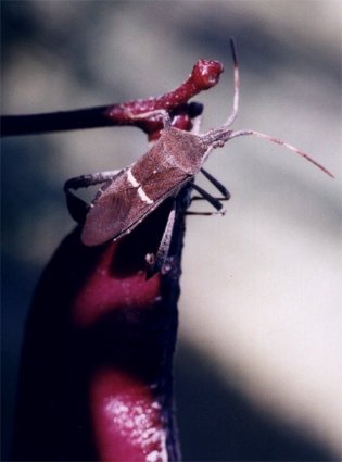 yucca plant bug on hyacinth bean pod