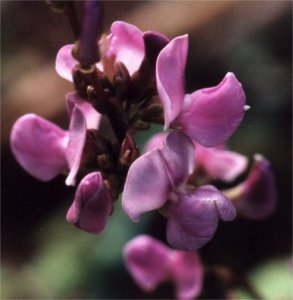 hyacinth bean blossoms