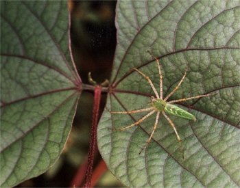 green lynx spider on hyacinth bean leaf