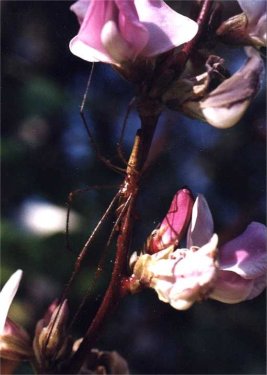long-jawed orb weaver on hyacinth bean blossoms