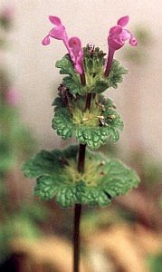 henbit deadnettle