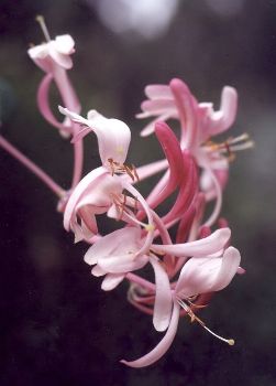 Pam's pink honeysuckle