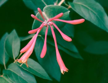 coral honeysuckle