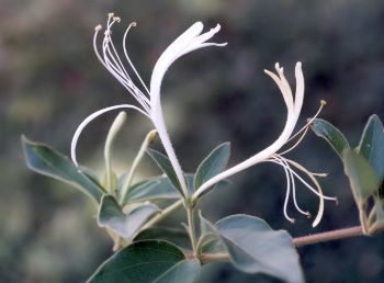 Japanese honeysuckle