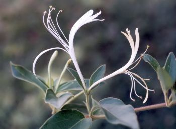 Japanese honeysuckle