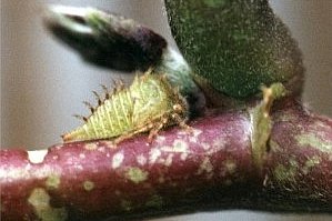 three-cornered alfalfa hopper larva on hyacinth bean vine